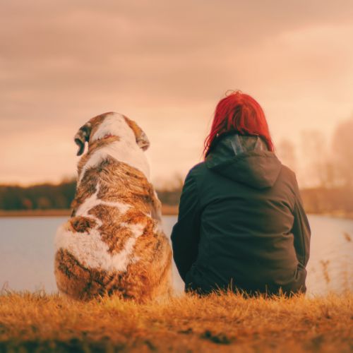 Red Light Therapy for Dogs 101: Health Benefits Explained